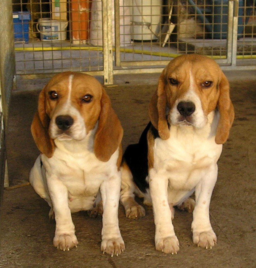 CH. de L'écho des Fontaines Mon chien gordon