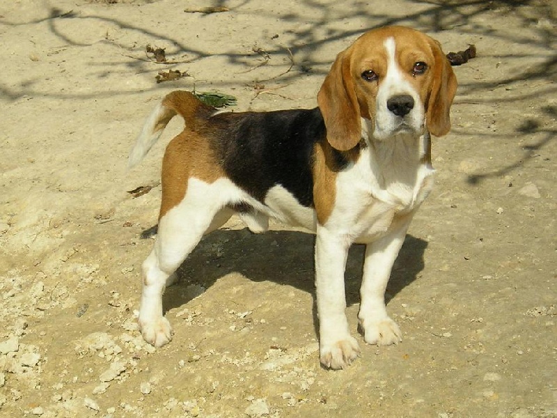 CH. Champion de France CS (de beauté) RANCHO  de L'écho des Fontaines