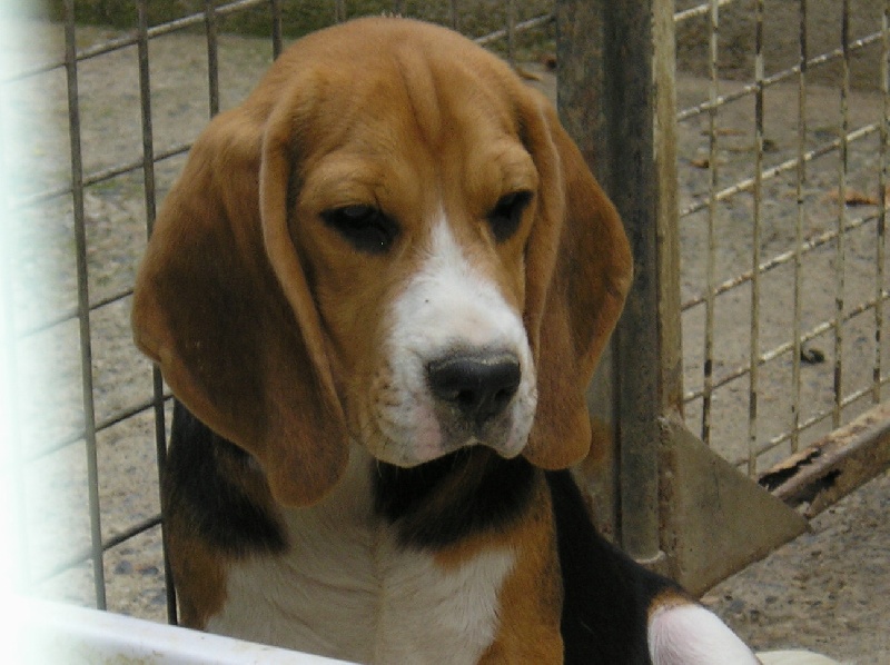 Sir de L'écho des Fontaines